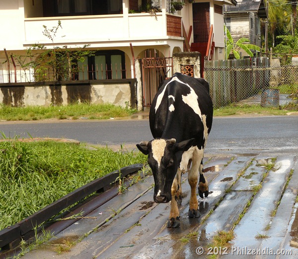 Cow crossing the road in Guyana, South America