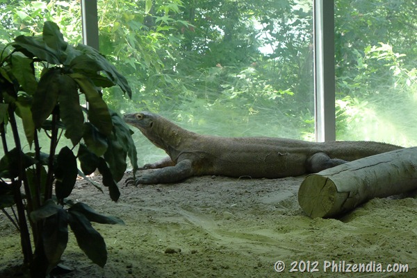 Komodo Dragon - Virginia Aquarium