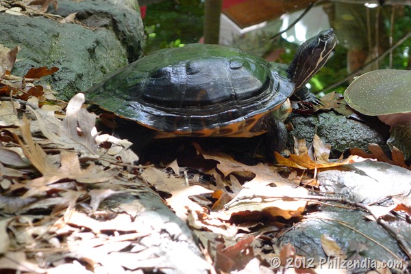 Turtle seen walking around at the Virgina Aquarium