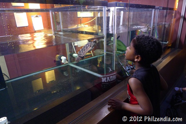 My son checking out the baby turtles at the Virginia Aquarium